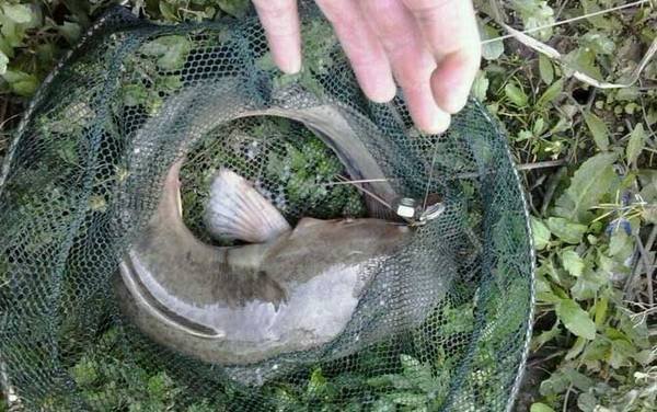 鲶鱼_吃什么东西_钓法技巧_用什么饵料