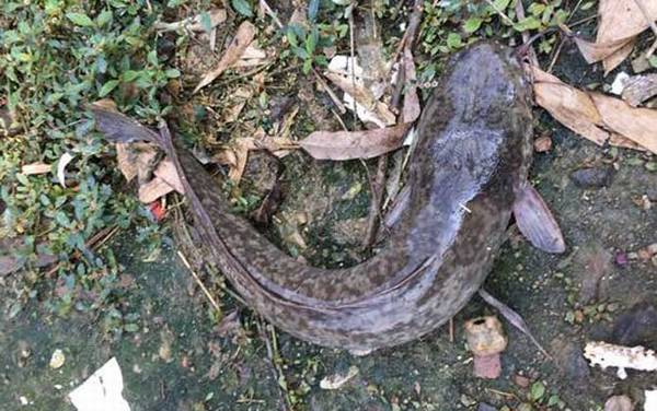 鲶鱼_吃什么东西_钓法技巧_用什么饵料