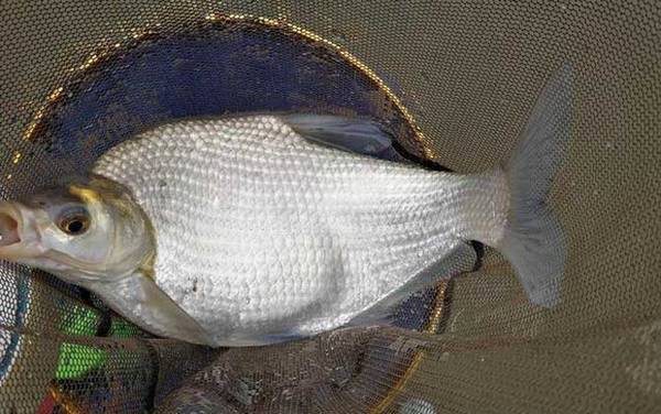 鳊鱼_钓鳊鱼的绝招_最佳饵料配方_钓底还是钓浮