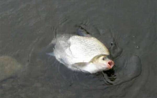 鳊鱼_钓鳊鱼的绝招_最佳饵料配方_钓底还是钓浮