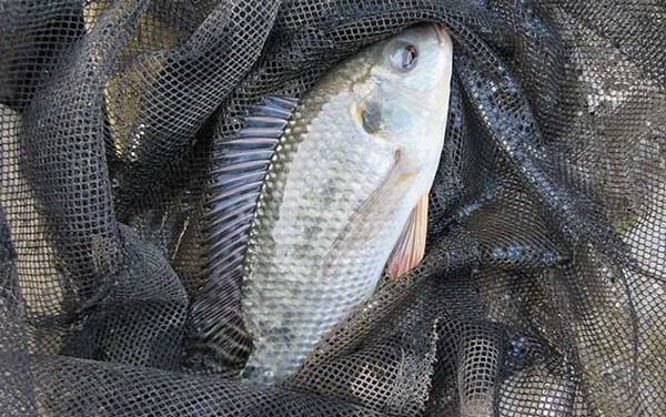 罗非鱼_钓法技巧_饵料配方_调漂方法