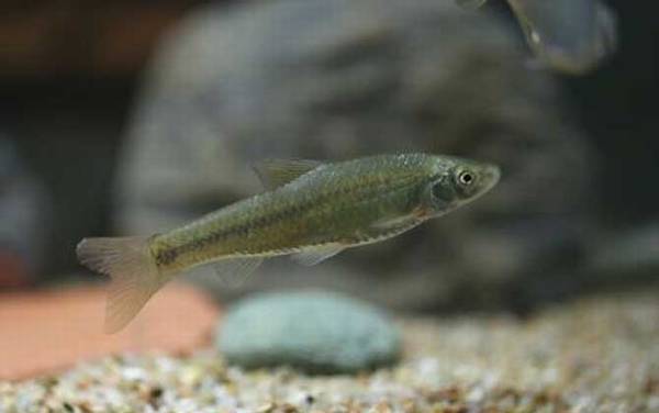 麦穗鱼_生活习性_怎样钓上鱼快_用什么饵料