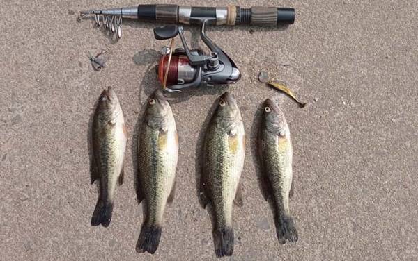 鲈鱼_生活习性_用什么饵料_正确钓法