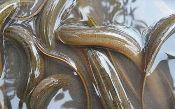 黄鳝_吃什么食物_钓黄鳝绝招_用什么钩最好