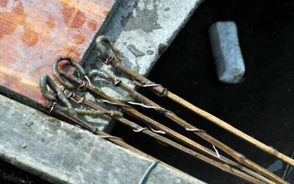 黄鳝_吃什么食物_钓黄鳝绝招_用什么钩最好