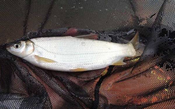 黄尾鱼_钓黄尾鱼技巧_用什么饵料_用什么钩型