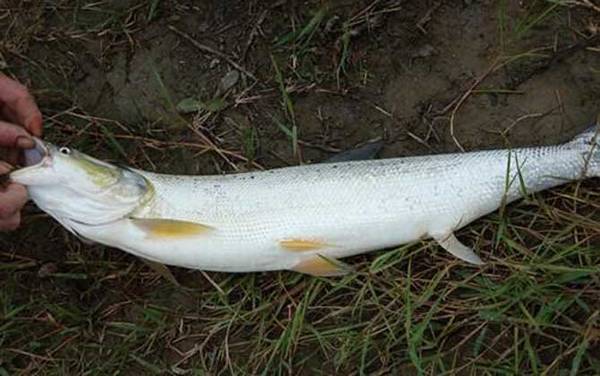 翘嘴鱼_叫什么名字_公认最快的钓法_用什么饵料