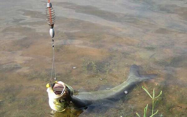 翘嘴鱼_叫什么名字_公认最快的钓法_用什么饵料