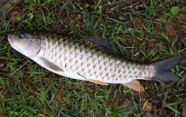 军鱼_最佳作钓时间_用什么饵料_钓底还是钓半水