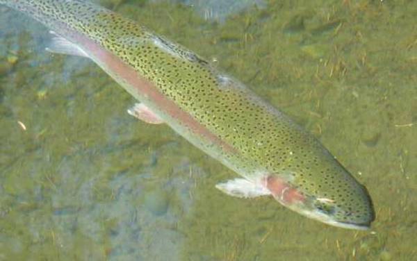 虹鳟鱼_和三文鱼的区别_路亚秘诀_用什么鱼饵