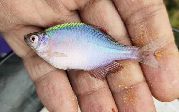 鳑鲏鱼_最快的钓法_用什么饵料_钓底还是钓浮