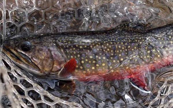 虹鳟鱼_和三文鱼的区别_路亚秘诀_用什么鱼饵