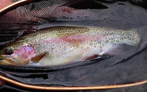 虹鳟鱼_和三文鱼的区别_路亚秘诀_用什么鱼饵
