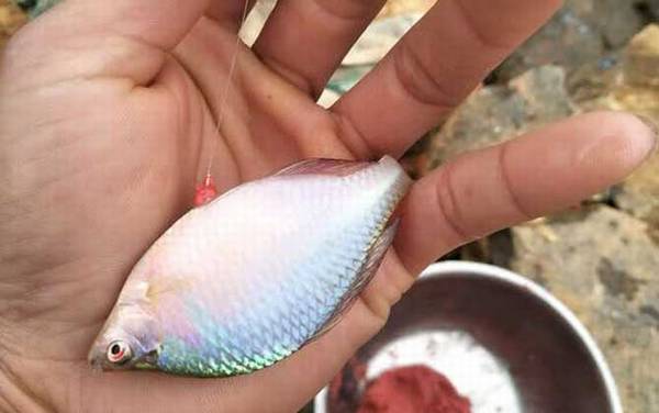 鳑鲏鱼_最快的钓法_用什么饵料_钓底还是钓浮