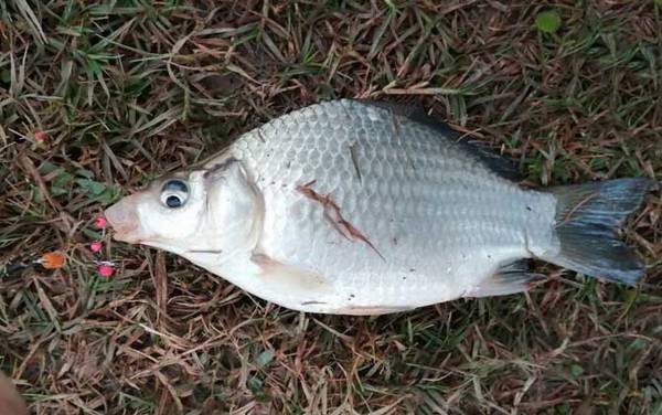 传统钓_用什么线组_和台钓的区别_怎么用立漂