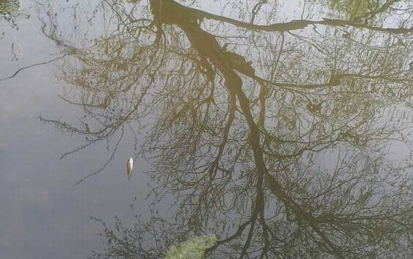 传统钓_用什么线组_和台钓的区别_怎么用立漂