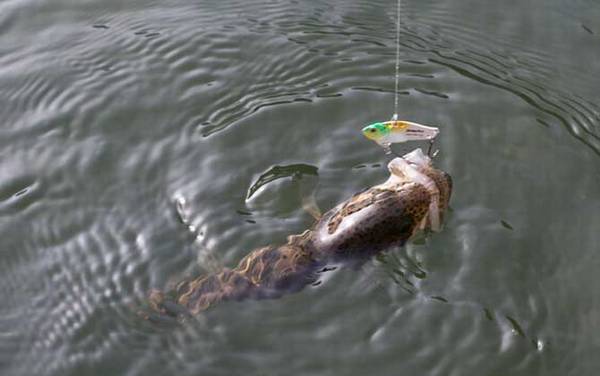 路亚钓_入门知识_用什么假饵_能钓什么鱼