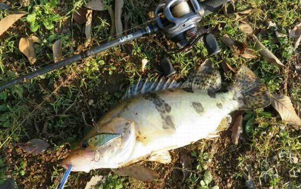 路亚钓_入门知识_用什么假饵_能钓什么鱼