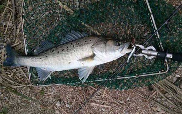 路亚钓_入门知识_用什么假饵_能钓什么鱼