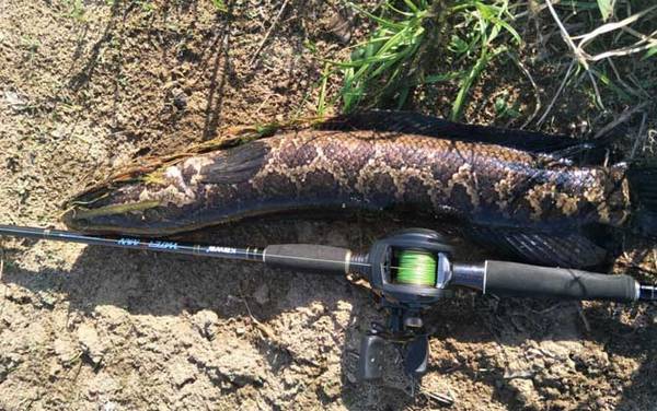 路亚钓_入门知识_用什么假饵_能钓什么鱼