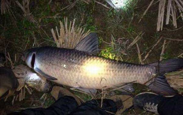 夜钓_技巧全攻略_装备大全_最佳上鱼时间