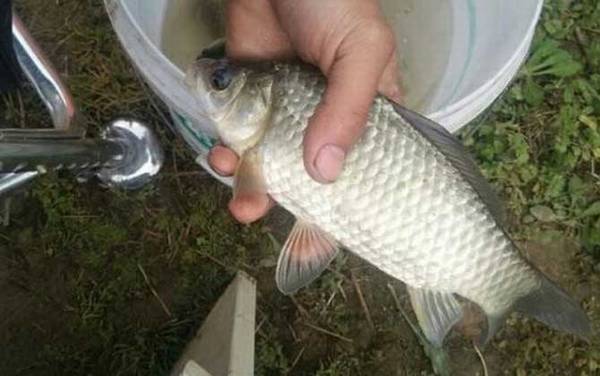 野钓_技巧全攻略_饵料配方_怎么调漂