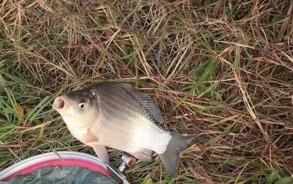 野钓_技巧全攻略_饵料配方_怎么调漂