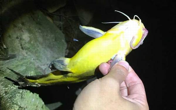 野钓_技巧全攻略_饵料配方_怎么调漂