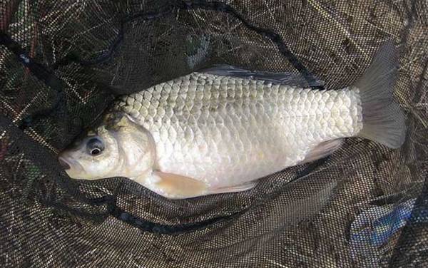 野钓_技巧全攻略_饵料配方_怎么调漂