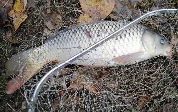 谷麦钓法_入门技巧_逗钓教学_如何找窝