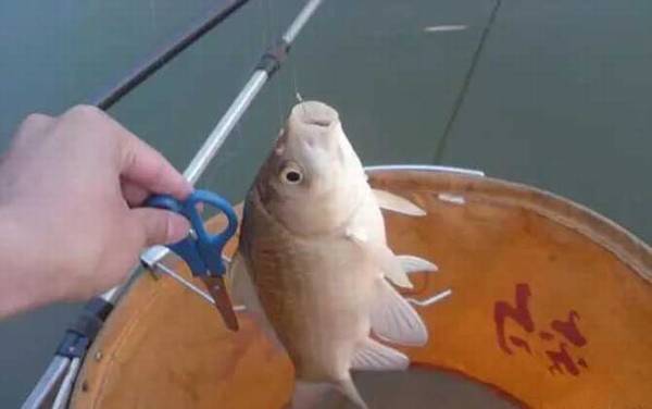 钓鱼_技巧大全_调漂方法_饵料配方