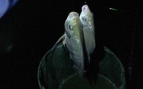 钓鱼_技巧大全_调漂方法_饵料配方