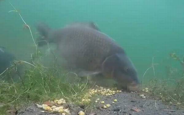 打窝_什么意思_钓鱼打窝技巧_窝料配方大全