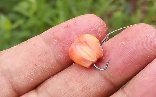 玉米_钓鱼技巧_泡制配方_能钓什么鱼