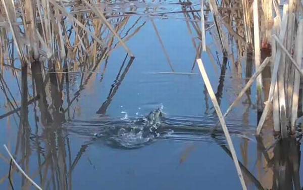 春季钓鱼_技巧全攻略_最佳时间_用什么饵料