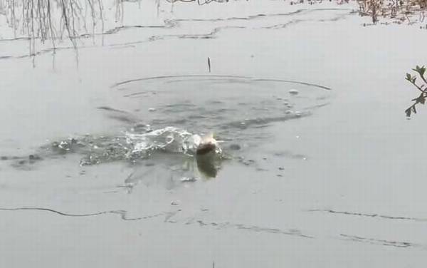 春季钓鱼_技巧全攻略_最佳时间_用什么饵料