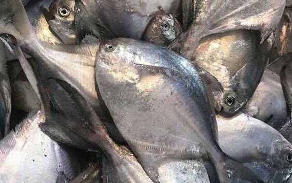 鲳鱼_生活习性_种类大全_钓法技巧