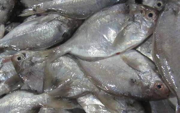 鲳鱼_生活习性_种类大全_钓法技巧