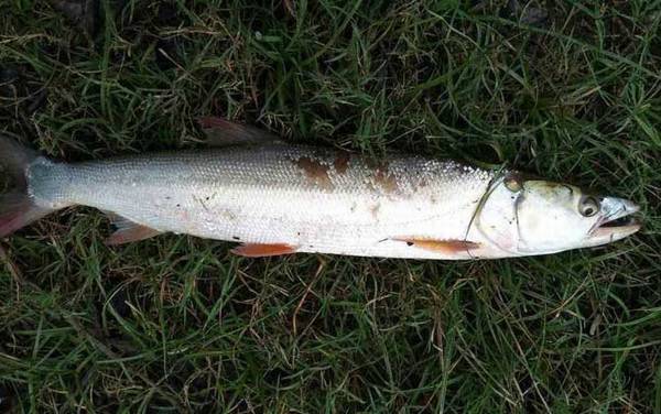 鳡鱼_怎么钓_用什么饵_路亚技巧