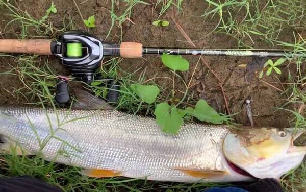 鳡鱼_怎么钓_用什么饵_路亚技巧