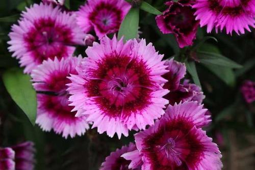 南方-草本花类-花卉-图片 南方-草本花类-花卉-图片