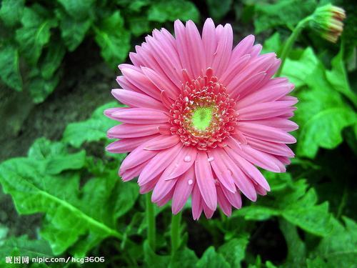 南方-草本花类-花卉-图片 南方-草本花类-花卉-图片