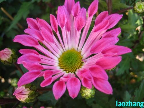 南方-草本花类-花卉-图片 南方-草本花类-花卉-图片