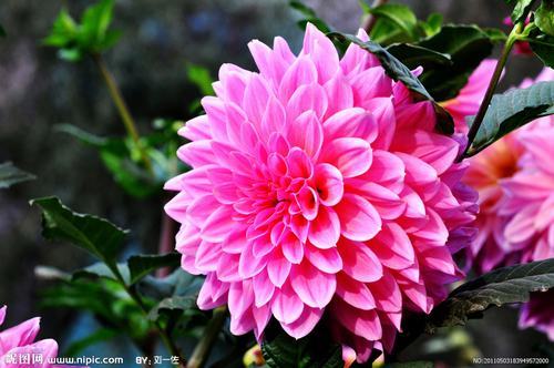 �Ϸ����ݱ����࣭���ܣ�ͼƬ