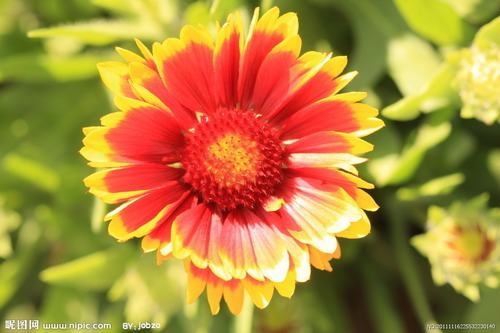 南方-草本花类-花卉-图片 南方-草本花类-花卉-图片