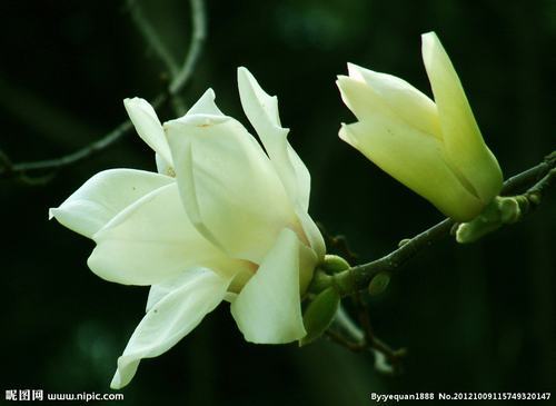 南方-草本花类-花卉-图片 南方-草本花类-花卉-图片