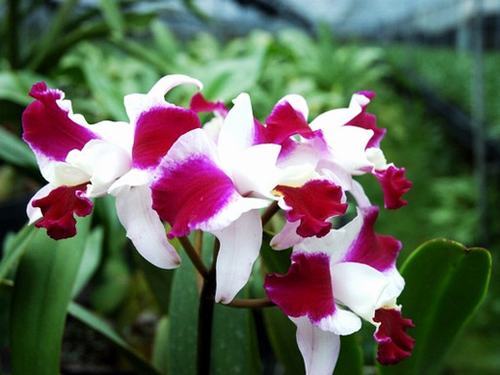 南方-草本花类-花卉-图片 南方-草本花类-花卉-图片