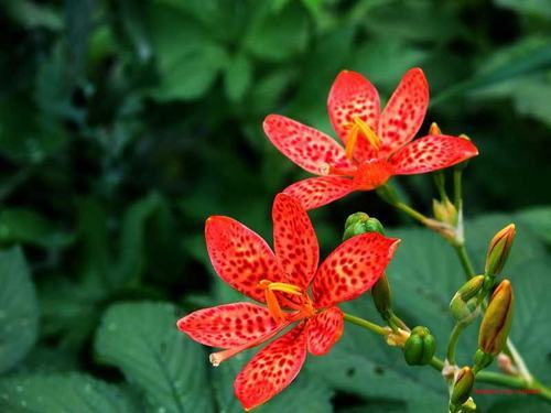 �Ϸ����ݱ����࣭���ܣ�ͼƬ