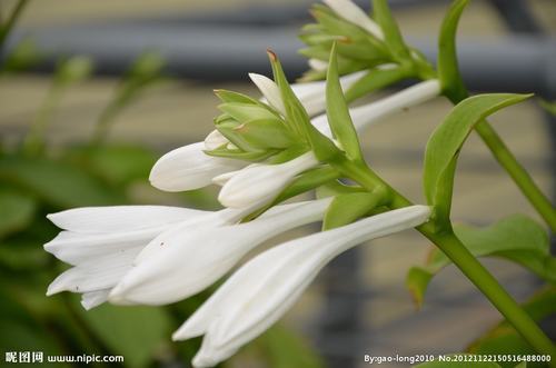 �Ϸ����ݱ����࣭���ܣ�ͼƬ