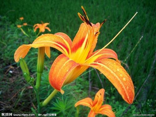 南方-草本花类-花卉-图片 南方-草本花类-花卉-图片